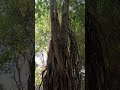 Rettai Katire From Matran Twin Baniyan Tree