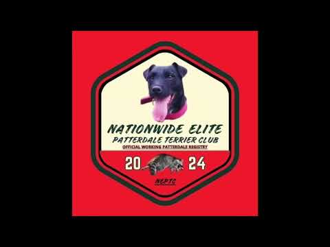 Club Elite Nacional de Patterdale Terrier #caza #perros #viral #vida silvestre #tendencia #natura...