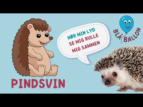 🦔 Pindsvin 🦔  Pindsvinets lyd og meget mere. Sød video for børn om pindsvin. Dyrevideo. Dyrelyd.