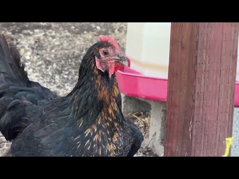 Fresno County one step closer to capping number of roosters after 'unlivable' complaints