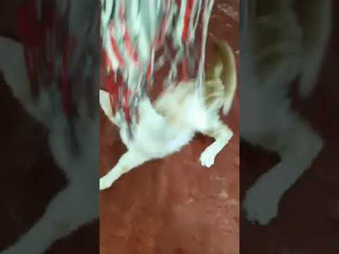 Chord do anchal zamana Kia Kahy ga