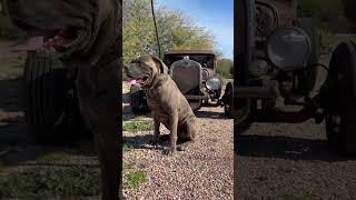 Video preview image #1 Mutt Puppy For Sale in Goodyear, AZ, USA