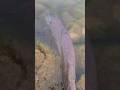 Video Thumbnail for Big Pike release #shorts #catchandrelease #fishing