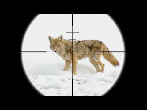 download lagu mp3 mp4 My Coyote, download lagu My Coyote gratis, unduh video klip Download My Coyote Mp3 dan Mp4 Full Gratis
