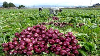 Asian Radish Harvesting Modern Machine - Amazing Japan Agriculture Farm - Radish Processing