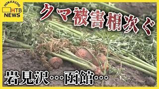 クマ被害相次ぐ　岩見沢はニワトリ２０羽の死骸、函館はニンジン５００本食べられる…