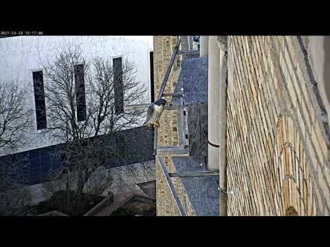 March 23 2021 Mating on cross perch 1017AM