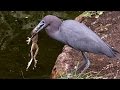 Heron Eats Frog FYV
