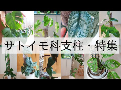 ピラミッド型ポプラ、柱状ポプラ 植物