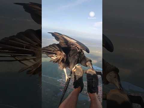 Unbelievable: Vulture Lands on Paraglider Over Brazil