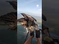 Unbelievable: Vulture Lands on Paraglider Over Brazil
