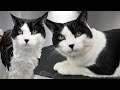 This Is By FAR The Most Gorgeous Tuxedo Cat I Ve EVER Seen