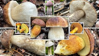 Röhrlinge | Pilze im September | 29.09.2022 | Steinpilz oder Maronenröhrling? Raufußröhrlinge
