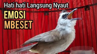 Download lagu Trucukan gacor Ngekek Ngeplong EMOSI MENCARI LAWAN - pancingan trucukan agar bunyi CEPAT GARUDA mp3