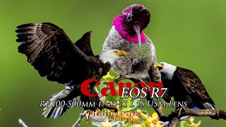Canon R7 & 100-500mm lens - still awesome? . Sepulveda and Lake Casitas, eagles and hummingbirds!