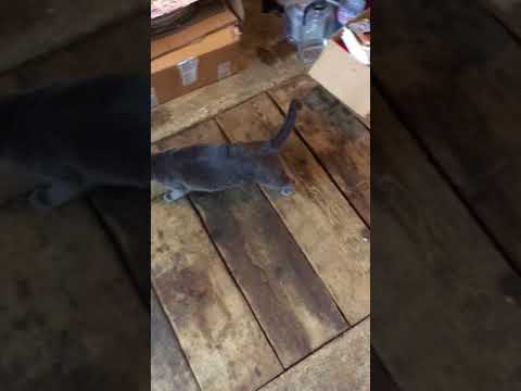 Jaydee walking out of her cage now!