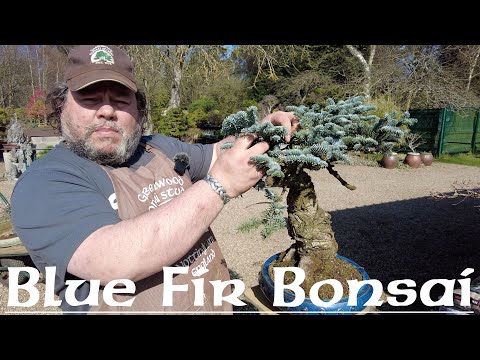 Corin Works with a Fir Tree - Greenwood Bonsai Studio