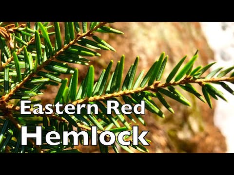 , title : 'How To Identify Eastern Red Hemlock'