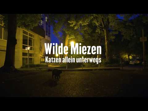 Wilde Miezen - Katzen allein unterwegs