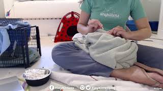 Feral cat intake + ear cleaning, starring Coridan - TinyKittens.com