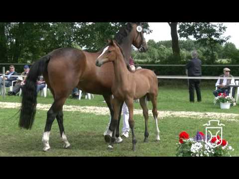 SE048 Stutfohlen von Lordanos - Castellan II - Aljano