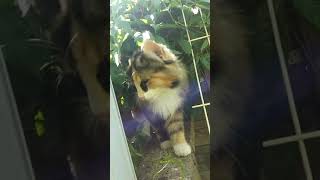 Chat norvégien tortille (trois couleurs) Opale