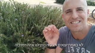 רוזמרין צמח נפלא וחזק שצריך טיפול מונע לפני החורף