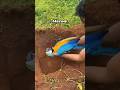 5 Lakh Rupaye Ka Macaw Parrot Mar Gaya Birds Pets Animal Trending Viral