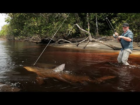 UNE GROSSE SURPRISE EN AFRIQUE (Requin Bouledogue) - Cyril Chauquet