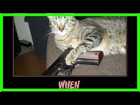 Why does my cat fart all the time?