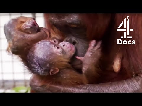 Mother Orangutan Reunites With Her Kidnapped Daughter