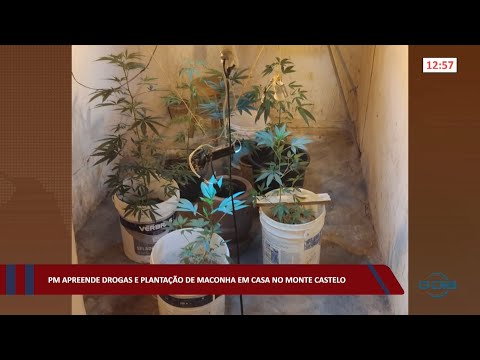 PM apreende drogas e plantação de maconha em casa no Monte Castelo 08 08 2022