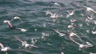 The Fishermen - Sea Birds