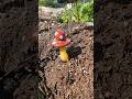 Mushroom Bee Plant Stakes Happy Spring Nature Glass Art