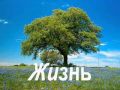 Жизнь прекрасна.wmv 