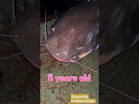 Biggest Redtail catfish growth video in India 🐠😱😍 #fish #catfish #aquarium #fishing #shortsvideo