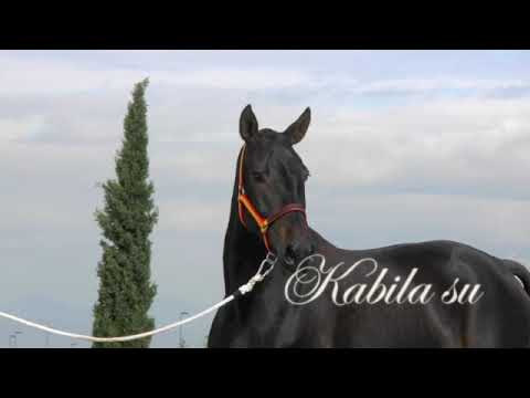 RIMA DE SUSAETA ➖ SIRED BY DOBLON-TR