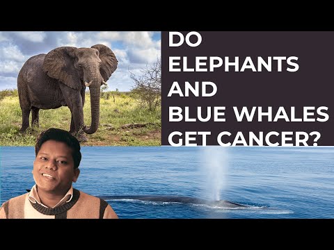 Why don't all elephants and blue whales have cancer?