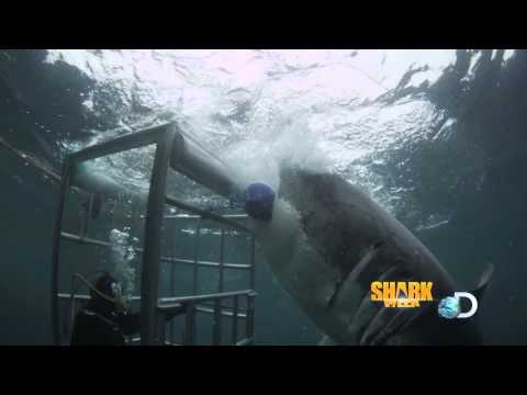 SHARKWEEK HEAVYLIFT 2013