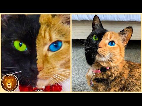 10 cats that are born only once every thousand years