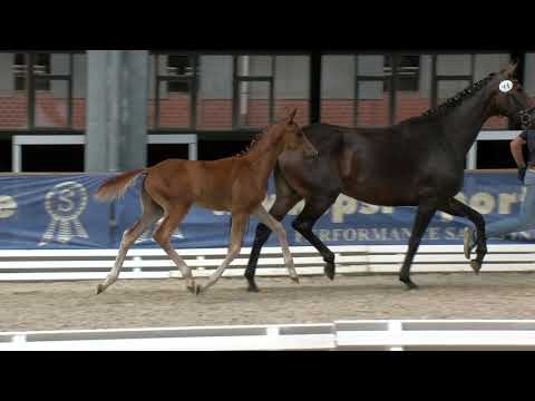 Wiese, Fürst Toto-Buenos Dias-Fürst Romancier