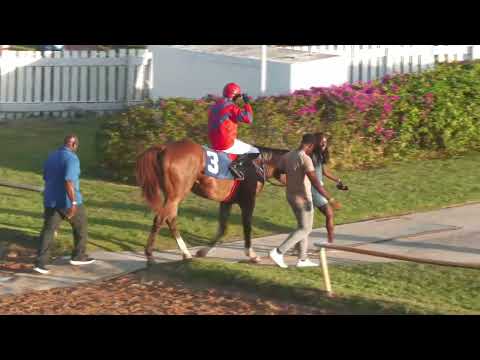 BTC RACE DAY 3 JAN 2026   RACE 7