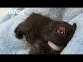 Kitten Falls Asleep Mid Convo ViralHog