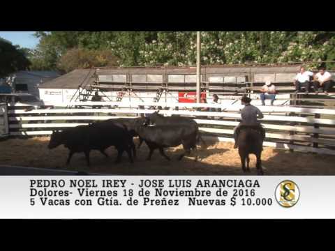 18-11-16 - Pedro Noel Irey - Jose Luis Aranciaga - Venta de Vientres - Dolores