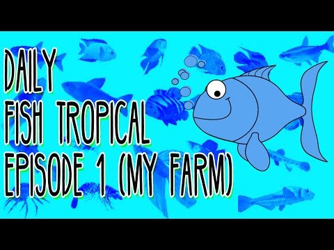 Daily Fish Tropical Episode 1 "My Fish Farm"