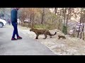 Animals That Asked People for Help & Kindness Caught On Camera !