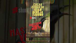 Download lagu Cucak Cungkok Nembak Gereja Tarung !!! Cocok Untuk Masteran !!! #cucakcungkokgacor #masteranjernih mp3