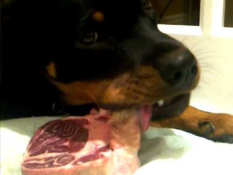 Dog Eating Raw Beef Shank