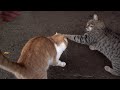 Tabby Cat Feels Like A Boss On A Rainy Day