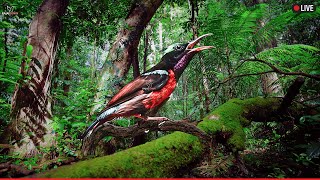 Download lagu Suara Burung yang Menenangkan untuk Tidur - Nyanyian Burung Kolibri, Suara Alam - Suasana Menenangkan dengan Kicauan Burung mp3 Download lagu Suara Burung yang Menenangkan untuk Tidur - Nyanyian Burung Kolibri, Suara Alam - Suasana Menenangkan dengan Kicauan Burung mp3